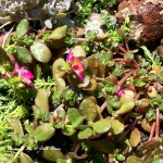 https://ourfairfieldhomeandgarden.com/upcyclerecycle-project-creating-a-succulent-garden-birdbath/
