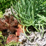 https://ourfairfieldhomeandgarden.com/upcyclerecycle-project-creating-a-succulent-garden-birdbath/