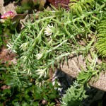 https://ourfairfieldhomeandgarden.com/upcyclerecycle-project-creating-a-succulent-garden-birdbath/