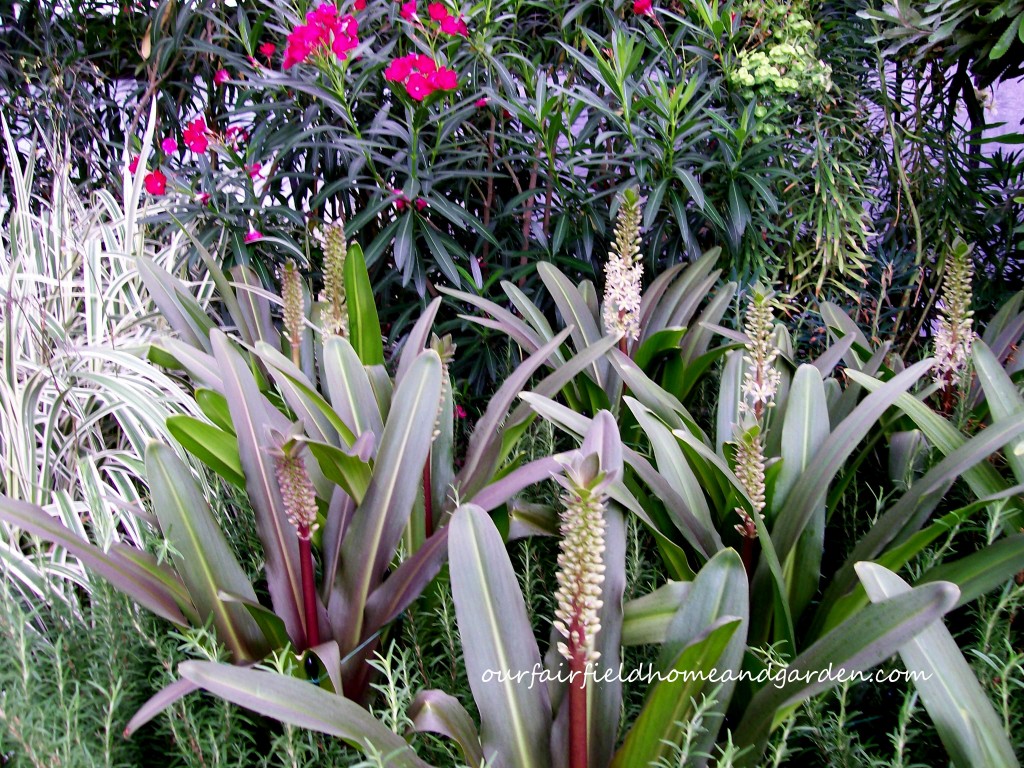 Mediterranean Garden