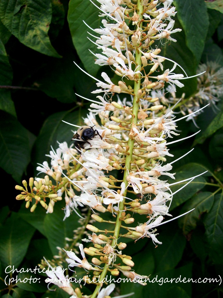 https://ourfairfieldhomeandgarden.com/inspiring-gardens/chanticleer/