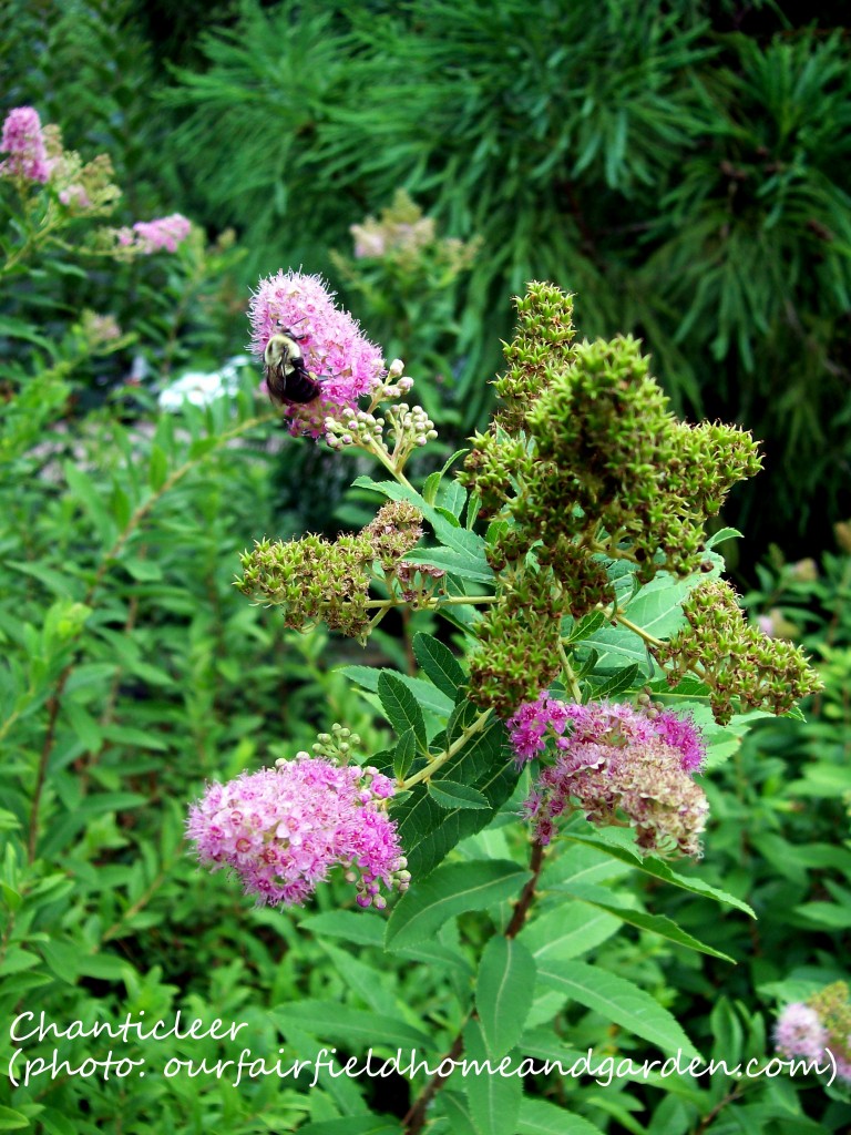 https://ourfairfieldhomeandgarden.com/inspiring-gardens/chanticleer/