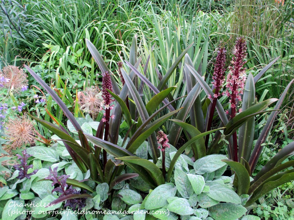 https://ourfairfieldhomeandgarden.com/inspiring-gardens/chanticleer/