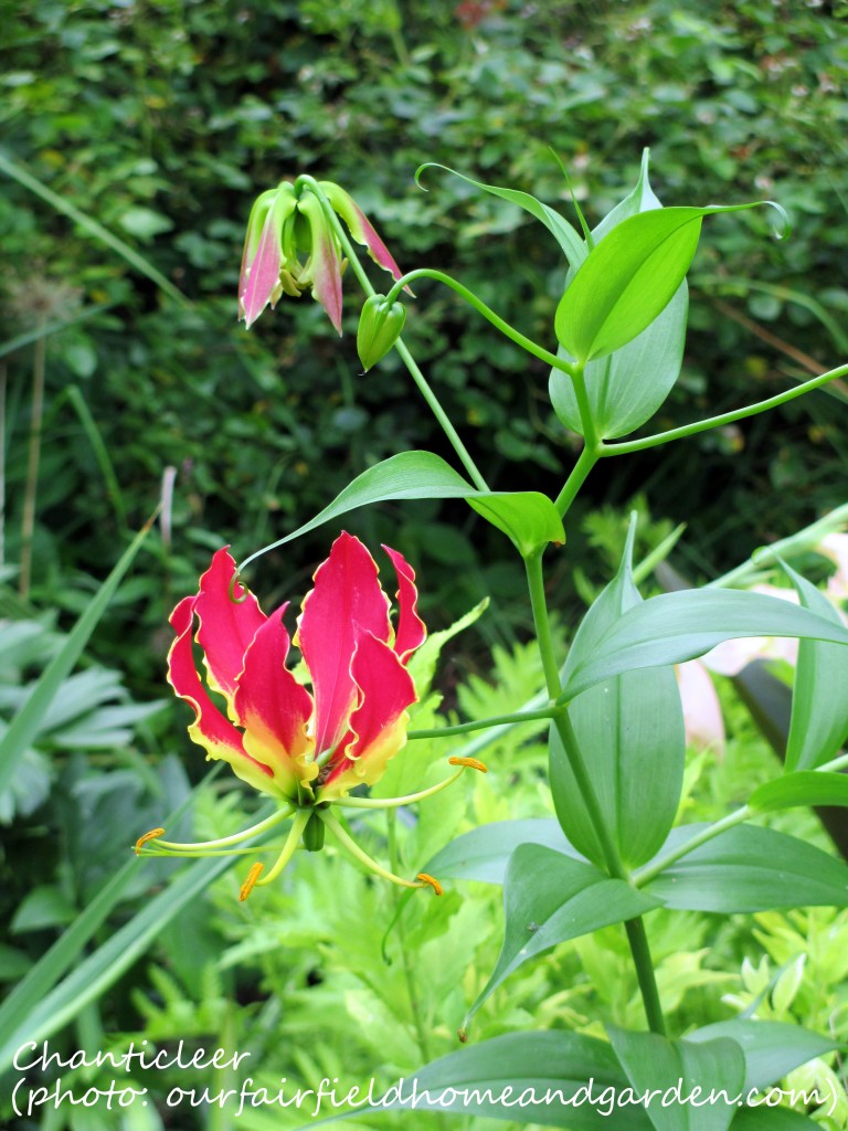 https://ourfairfieldhomeandgarden.com/inspiring-gardens/chanticleer/
