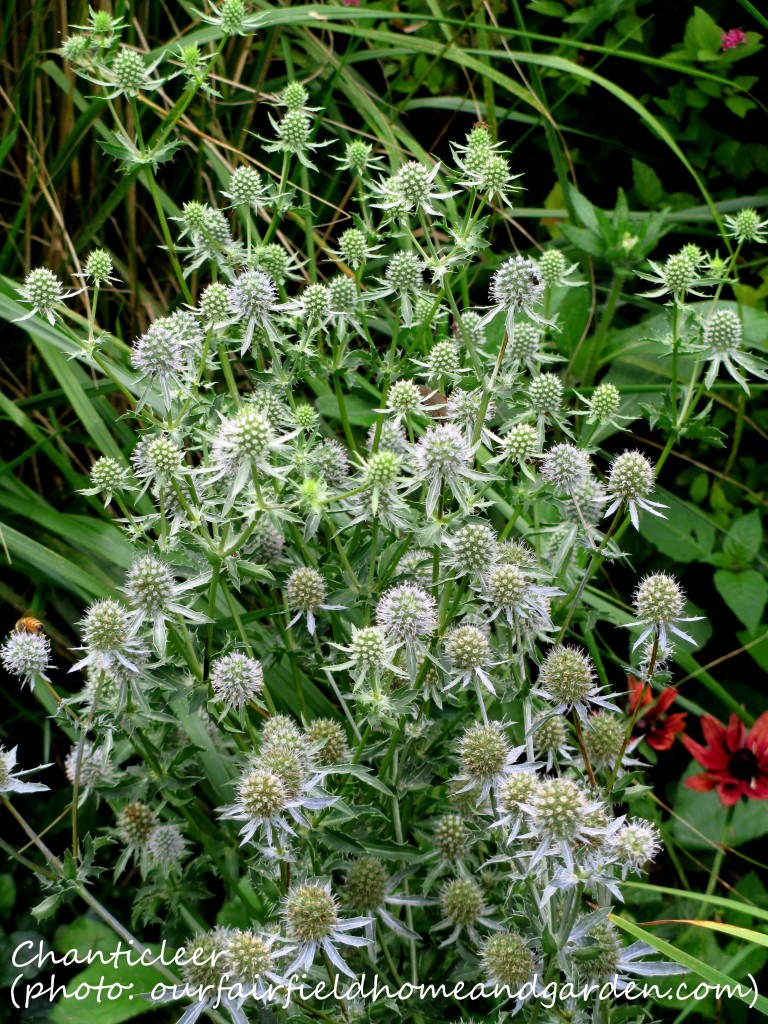https://ourfairfieldhomeandgarden.com/inspiring-gardens/chanticleer/