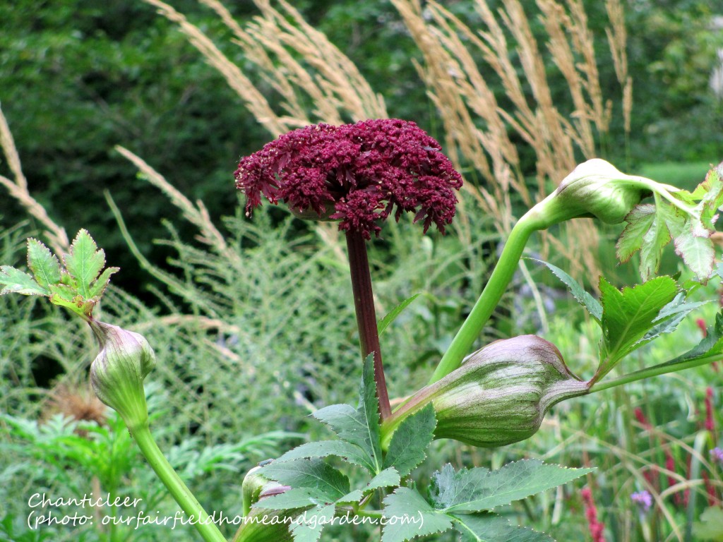 https://ourfairfieldhomeandgarden.com/inspiring-gardens/chanticleer/