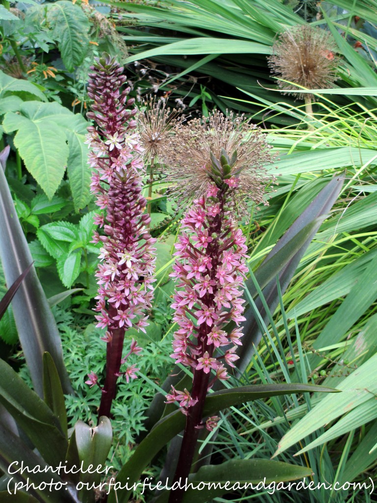 https://ourfairfieldhomeandgarden.com/inspiring-gardens/chanticleer/