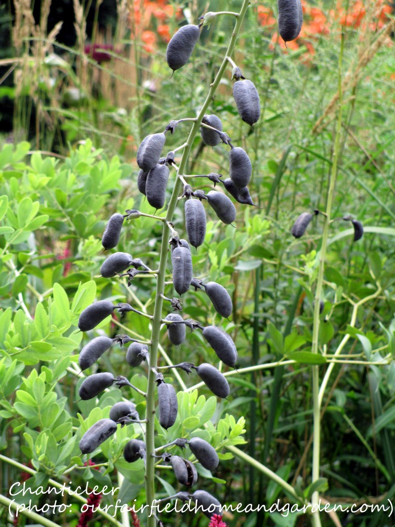 https://ourfairfieldhomeandgarden.com/inspiring-gardens/chanticleer/