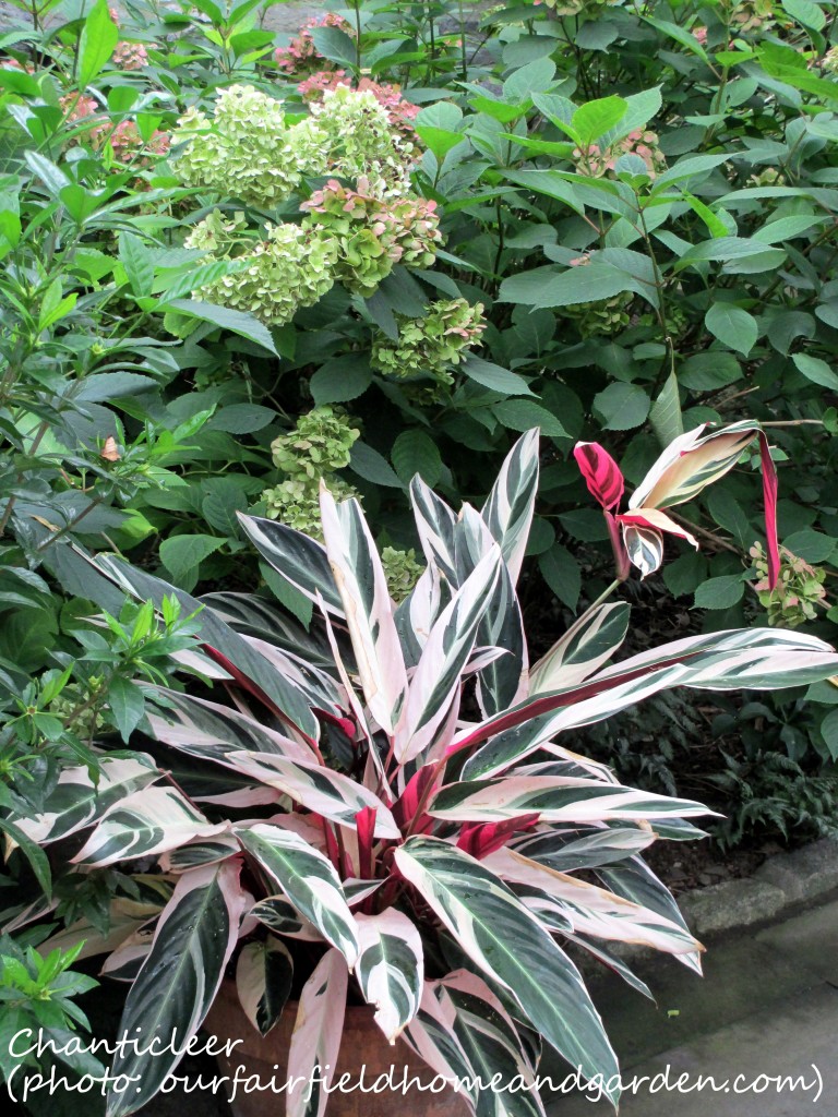 https://ourfairfieldhomeandgarden.com/inspiring-gardens/chanticleer/