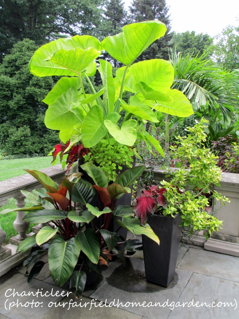 https://ourfairfieldhomeandgarden.com/inspiring-gardens/chanticleer/