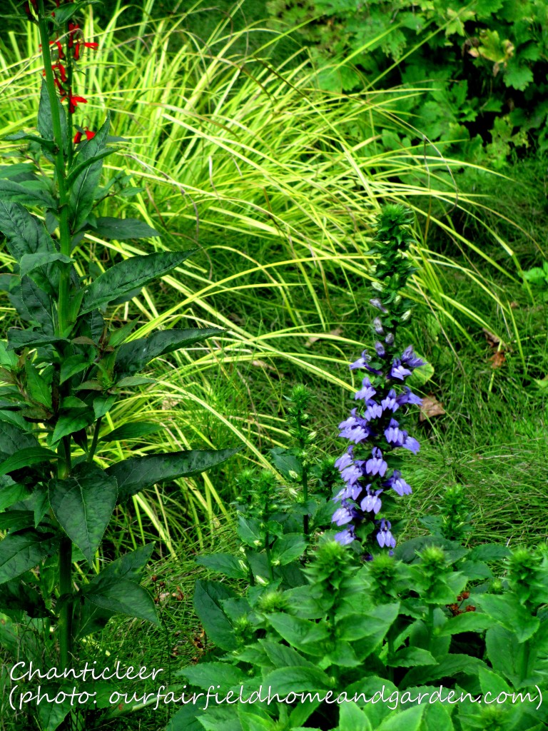 https://ourfairfieldhomeandgarden.com/inspiring-gardens/chanticleer/
