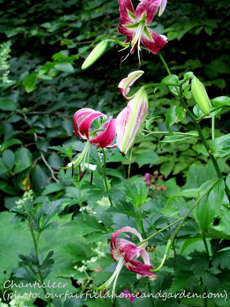 https://ourfairfieldhomeandgarden.com/inspiring-gardens/chanticleer/