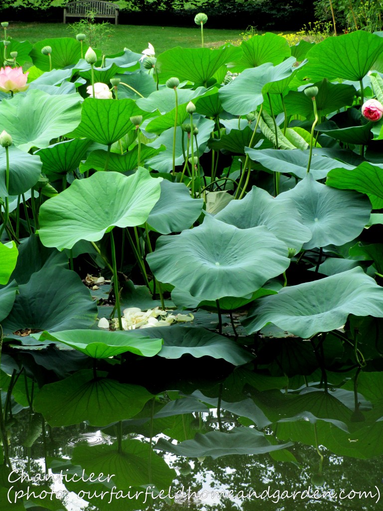 https://ourfairfieldhomeandgarden.com/inspiring-gardens/chanticleer/
