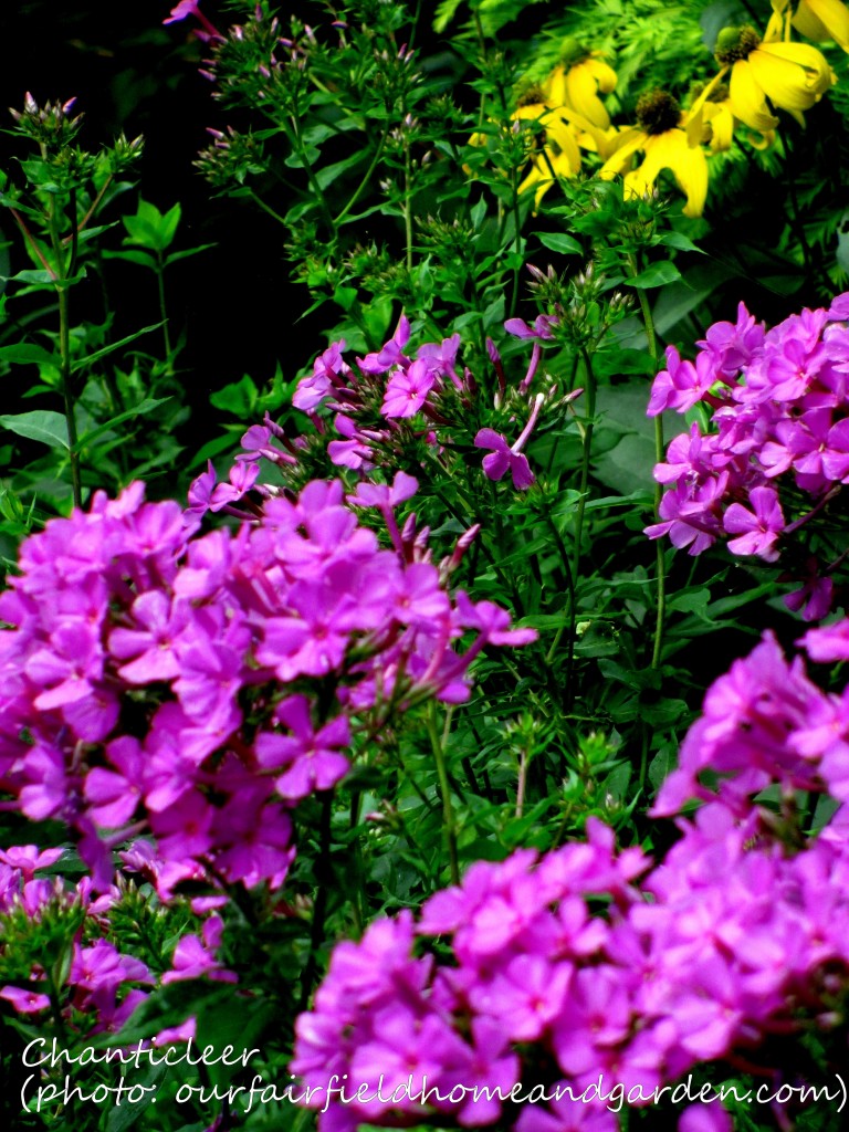 https://ourfairfieldhomeandgarden.com/inspiring-gardens/chanticleer/