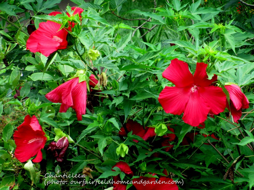 https://ourfairfieldhomeandgarden.com/inspiring-gardens/chanticleer/