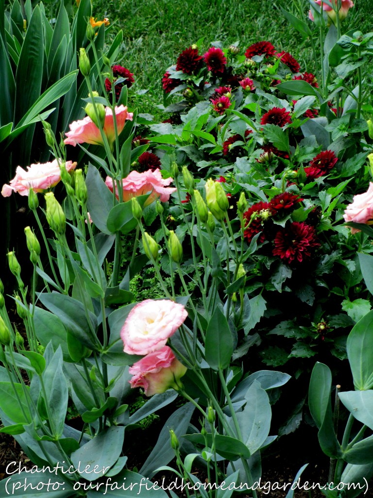 https://ourfairfieldhomeandgarden.com/inspiring-gardens/chanticleer/