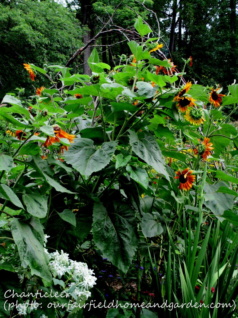 https://ourfairfieldhomeandgarden.com/inspiring-gardens/chanticleer/