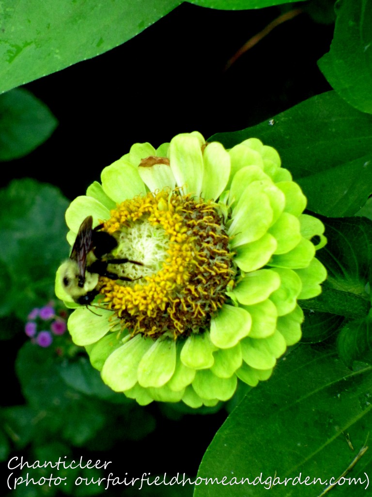 https://ourfairfieldhomeandgarden.com/inspiring-gardens/chanticleer/