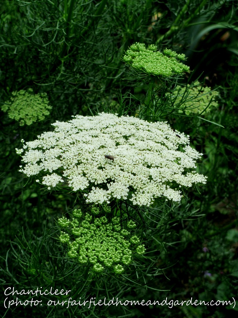 https://ourfairfieldhomeandgarden.com/inspiring-gardens/chanticleer/