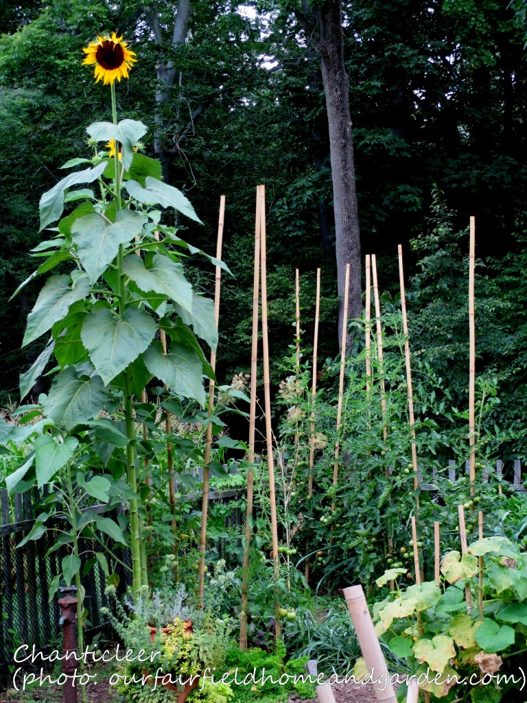 https://ourfairfieldhomeandgarden.com/inspiring-gardens/chanticleer/