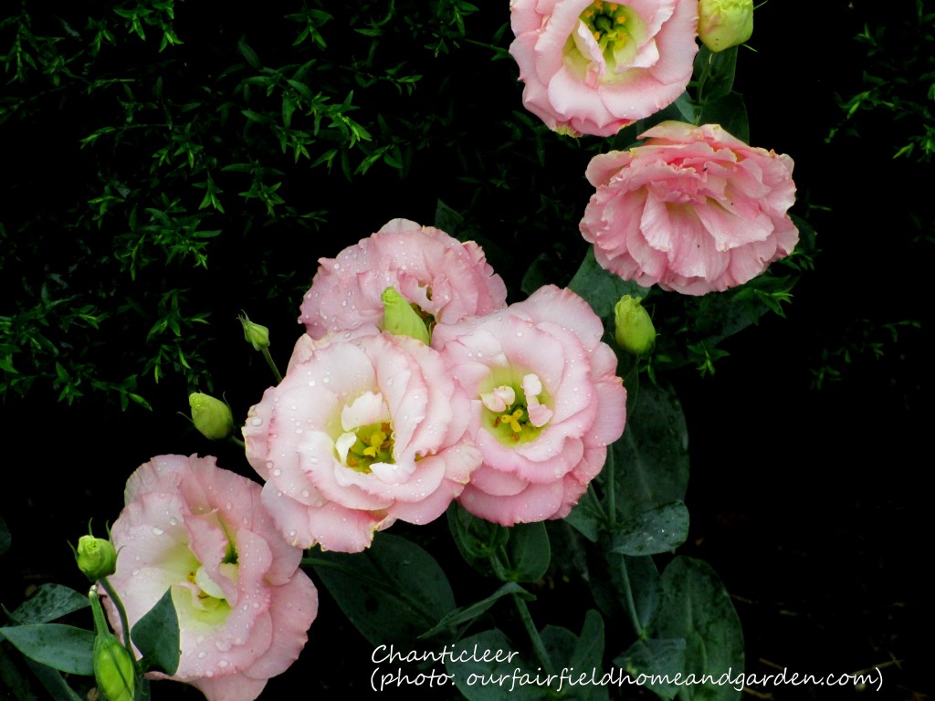 https://ourfairfieldhomeandgarden.com/inspiring-gardens/chanticleer/