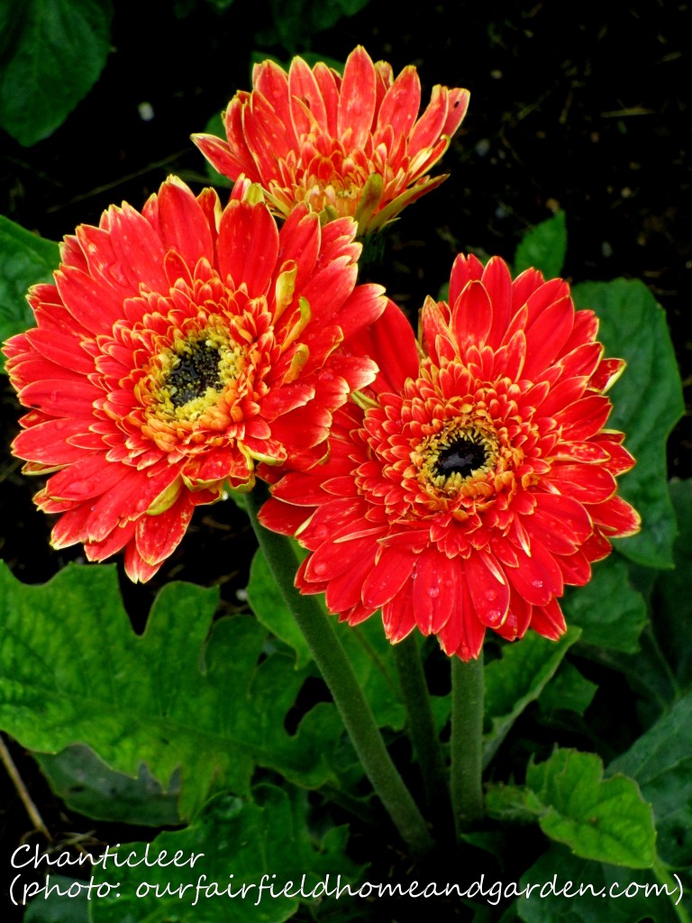 https://ourfairfieldhomeandgarden.com/inspiring-gardens/chanticleer/