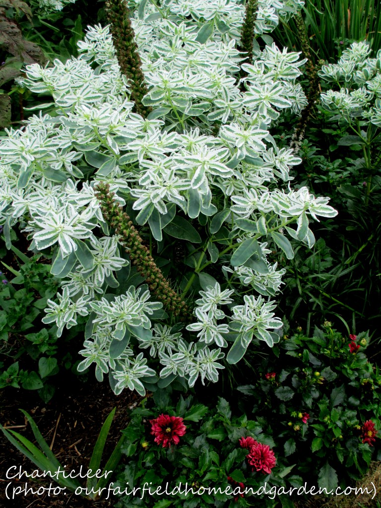https://ourfairfieldhomeandgarden.com/inspiring-gardens/chanticleer/