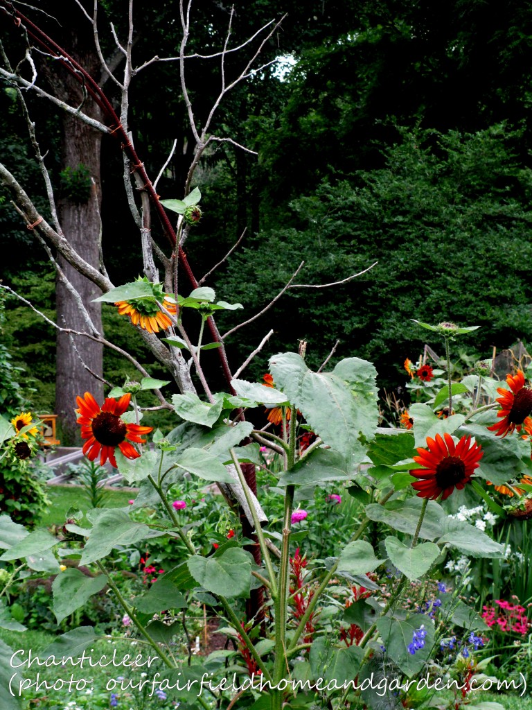 https://ourfairfieldhomeandgarden.com/inspiring-gardens/chanticleer/