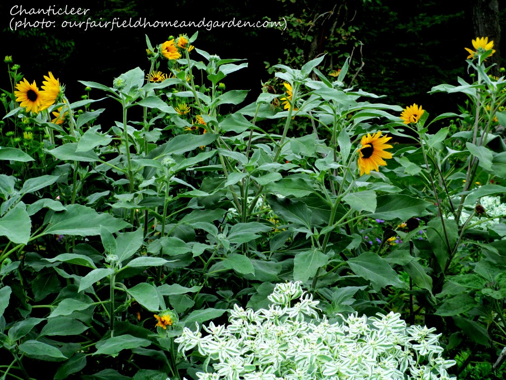 https://ourfairfieldhomeandgarden.com/inspiring-gardens/chanticleer/