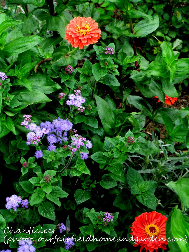 https://ourfairfieldhomeandgarden.com/inspiring-gardens/chanticleer/