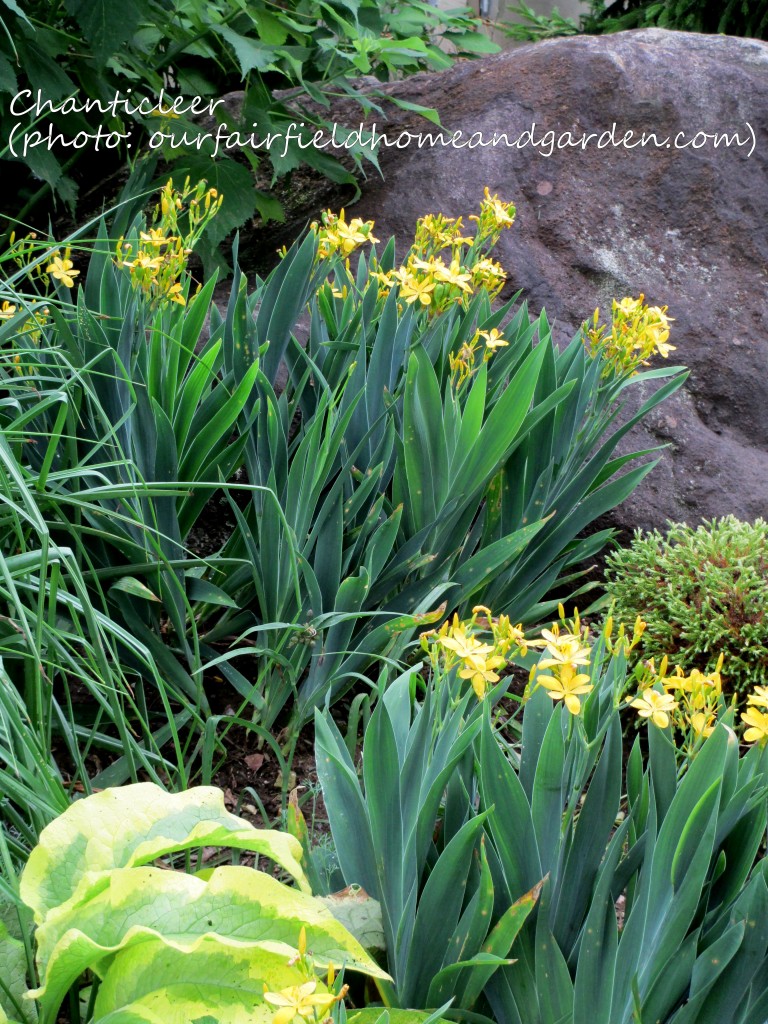 https://ourfairfieldhomeandgarden.com/inspiring-gardens/chanticleer/