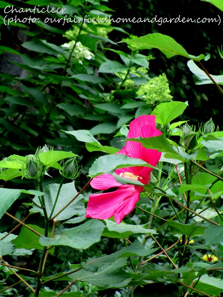 https://ourfairfieldhomeandgarden.com/inspiring-gardens/chanticleer/