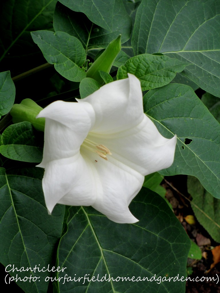 https://ourfairfieldhomeandgarden.com/inspiring-gardens/chanticleer/