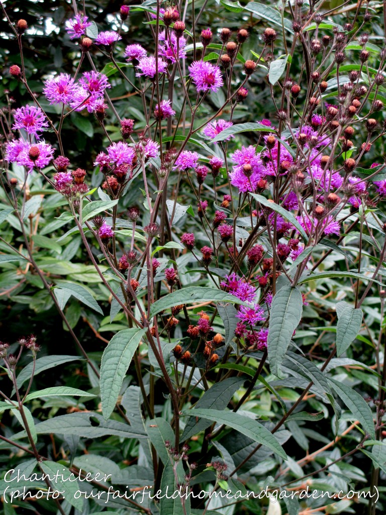 https://ourfairfieldhomeandgarden.com/inspiring-gardens/chanticleer/