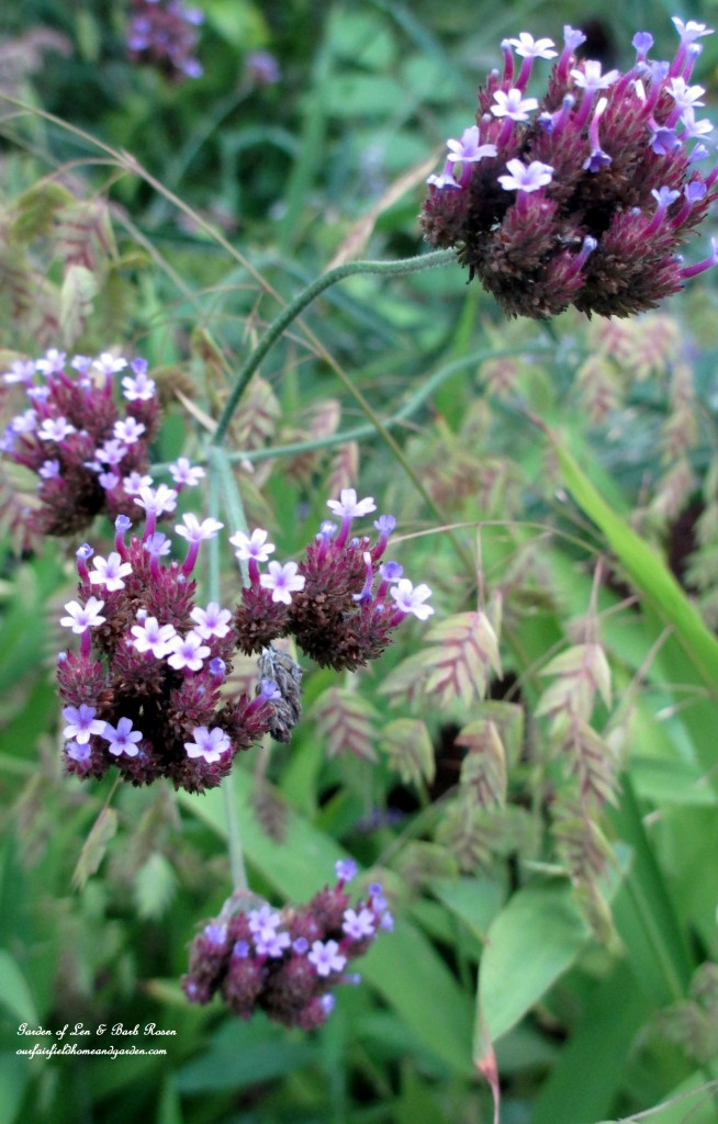 Verbena Bonariensis ~ self-sowing annual