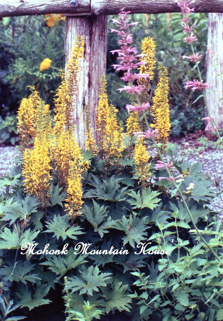 Mohonk https://ourfairfieldhomeandgarden.com/inspiring-gardens/mohonk/