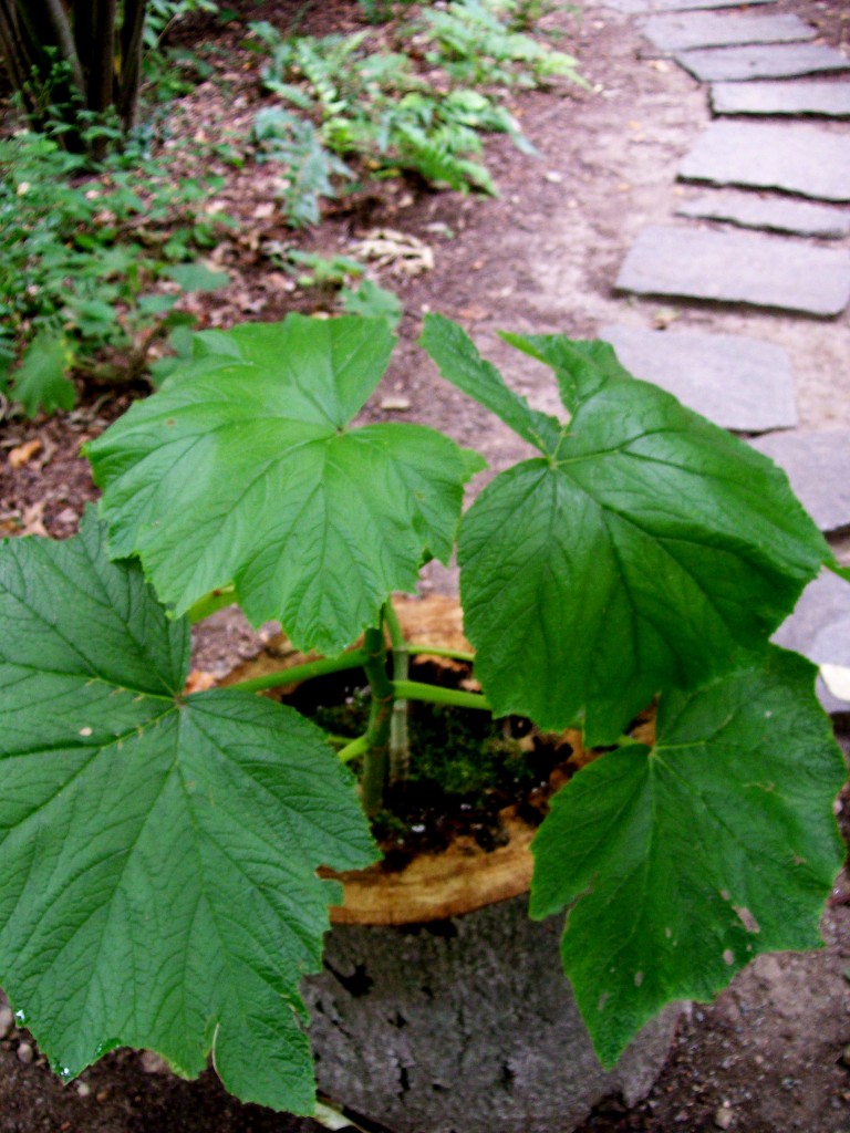 https://ourfairfieldhomeandgarden.com/inspiring-gardens/winterthur/
