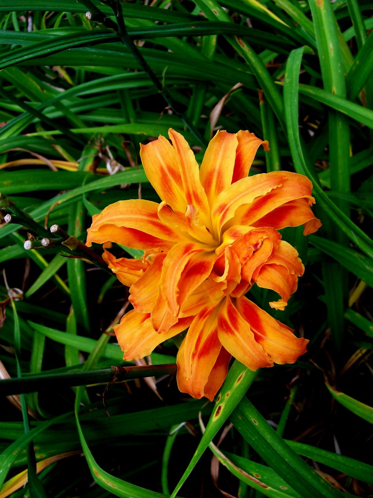 https://ourfairfieldhomeandgarden.com/inspiring-gardens/winterthur/