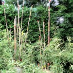Chanticleer https://ourfairfieldhomeandgarden.com/field-trip-the-unusual-and-romantic-gardens-of-chanticleer/