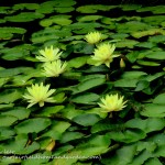 Chanticleer https://ourfairfieldhomeandgarden.com/field-trip-the-unusual-and-romantic-gardens-of-chanticleer/