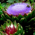 bees on artichokes https://ourfairfieldhomeandgarden.com/field-trip-the-unusual-and-romantic-gardens-of-chanticleer/