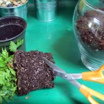 https://ourfairfieldhomeandgarden.com/diy-project-create-your-own-fairy-terrarium/