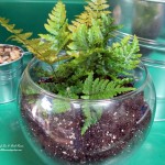 https://ourfairfieldhomeandgarden.com/diy-project-create-your-own-fairy-terrarium/