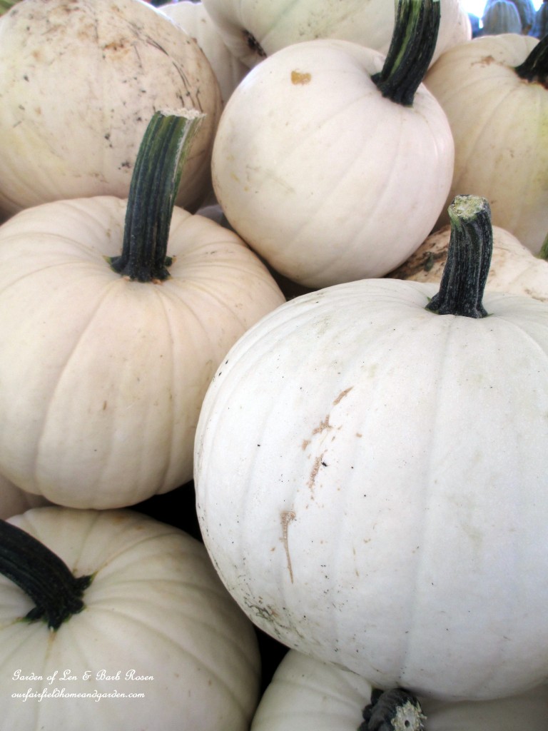 White Pumpkins https://ourfairfieldhomeandgarden.com/field-trip-gourds-galore-and-norman-the-pot-bellied-pig-at-marinis-market/