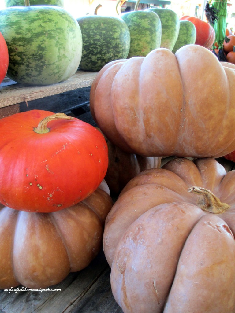 Fall Pumpkins https://ourfairfieldhomeandgarden.com/field-trip-gourds-galore-and-norman-the-pot-bellied-pig-at-marinis-market/