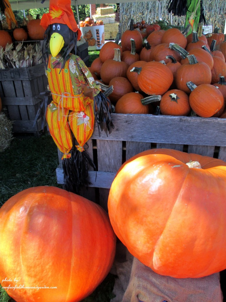 Fall Market https://ourfairfieldhomeandgarden.com/field-trip-gourds-galore-and-norman-the-pot-bellied-pig-at-marinis-market/