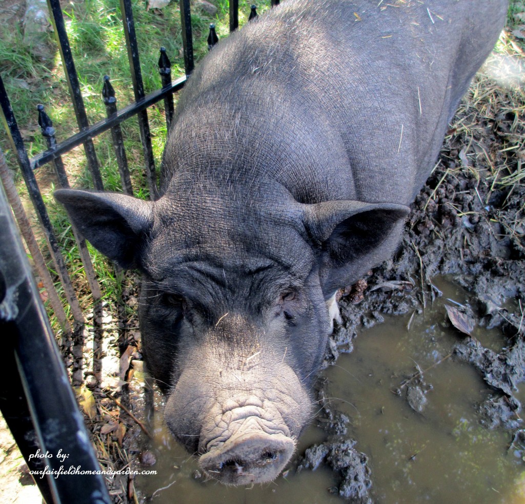 Norman Norman the pig https://ourfairfieldhomeandgarden.com/field-trip-gourds-galore-and-norman-the-pot-bellied-pig-at-marinis-market/