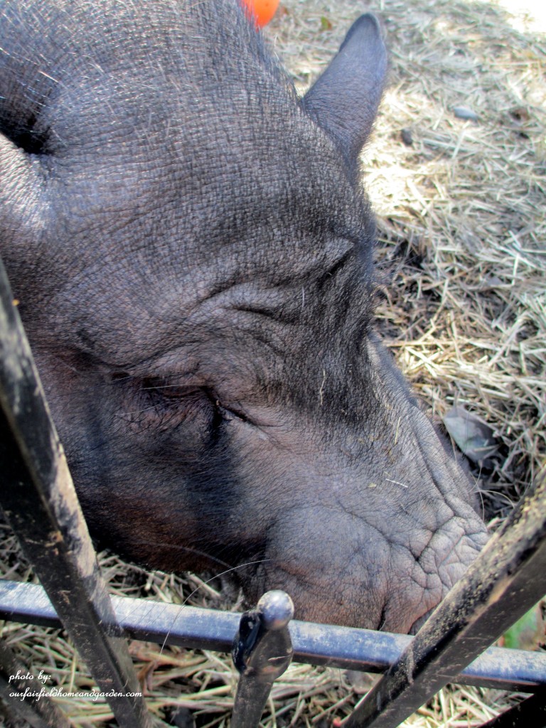 Norman https://ourfairfieldhomeandgarden.com/field-trip-gourds-galore-and-norman-the-pot-bellied-pig-at-marinis-market/