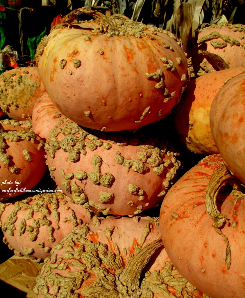 Peanut Pumpkins https://ourfairfieldhomeandgarden.com/field-trip-gourds-galore-and-norman-the-pot-bellied-pig-at-marinis-market/