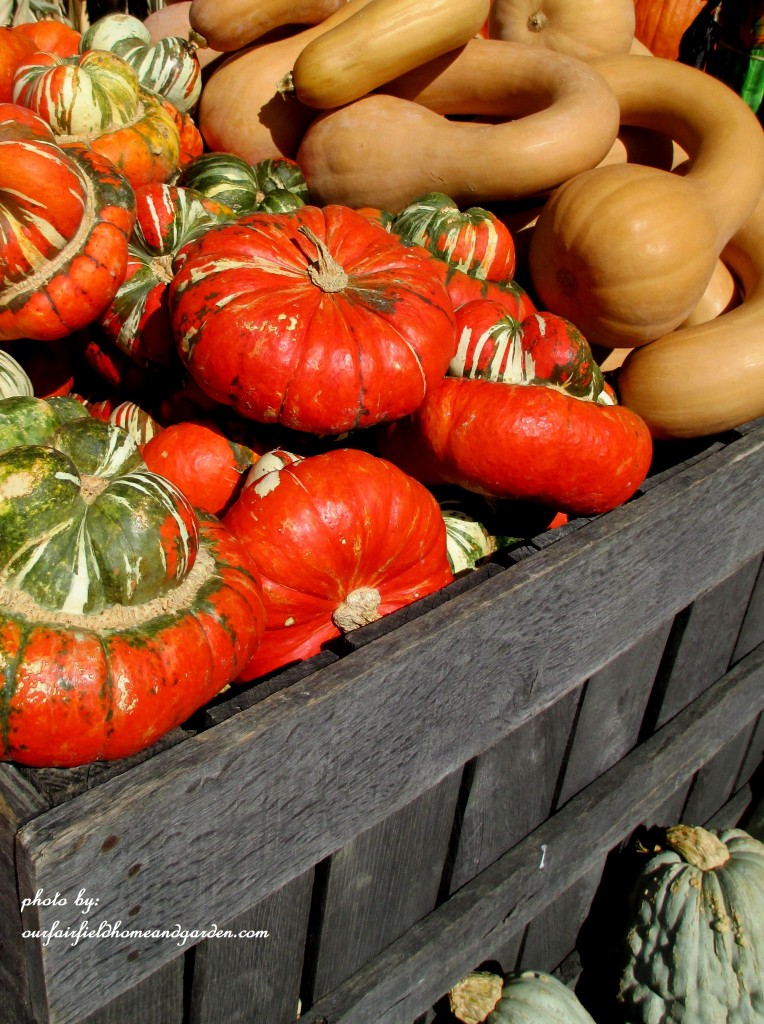 Fall Gourds https://ourfairfieldhomeandgarden.com/field-trip-gourds-galore-and-norman-the-pot-bellied-pig-at-marinis-market/